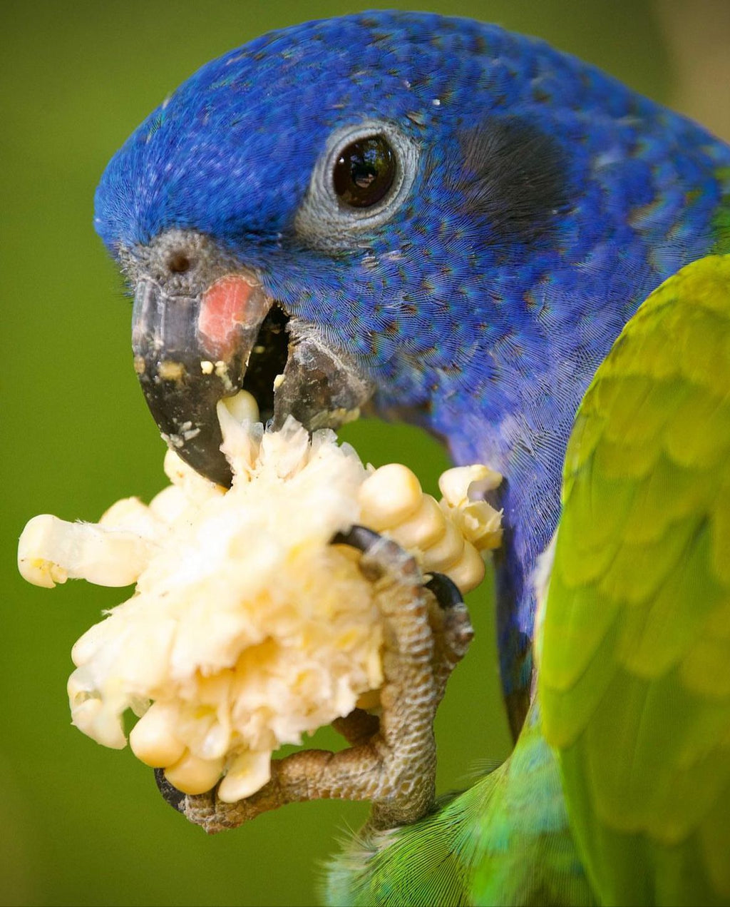 AVIARIO NACIONAL + PLAYA BLANCA