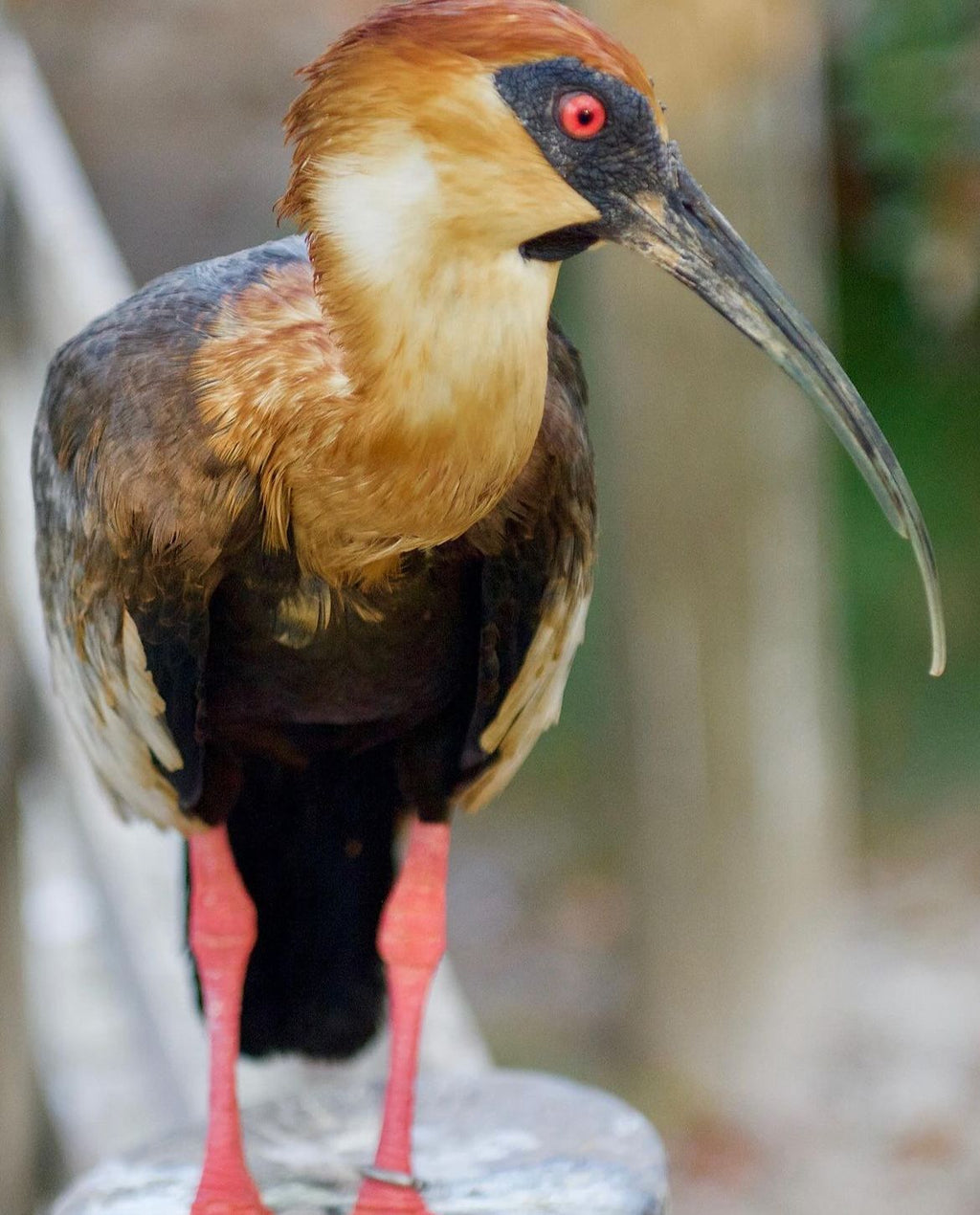 AVIARIO NACIONAL + PLAYA BLANCA