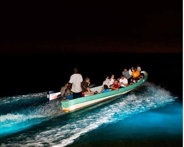 Plancton Luminoso - Península Barú